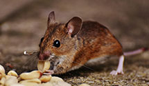 24 Hour & Emergency Exterminators in Portland, AR